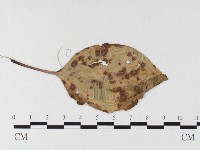 登錄號:F0026486藏品圖，第4張