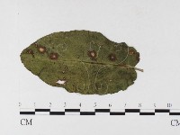 登錄號:F0026487藏品圖，第1張