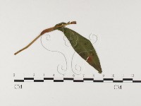 登錄號:F0026488藏品圖，第1張