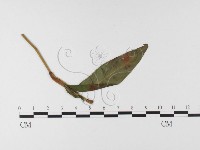 登錄號:F0026488藏品圖，第4張