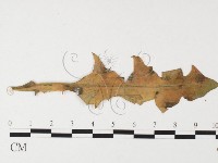 登錄號:F0026489藏品圖，第4張