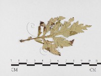 登錄號:F0026492藏品圖，第4張