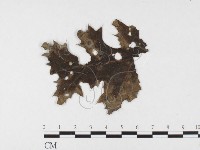 登錄號:F0026493藏品圖，第1張