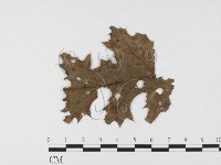 登錄號:F0026493藏品圖，第4張