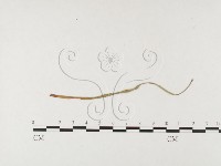 登錄號:F0026495藏品圖，第1張