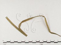 登錄號:F0026497藏品圖，第4張
