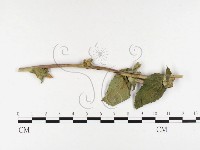 登錄號:F0026500藏品圖，第1張