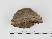 登錄號:F0026505藏品圖，第1張