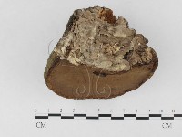 登錄號:F0026506藏品圖，第3張