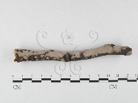筍殼菌屬藏品圖，第1張