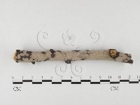 筍殼菌屬藏品圖，第3張