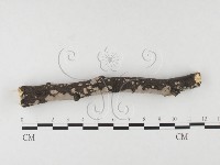 筍殼菌屬藏品圖，第4張