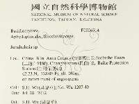 容氏菌屬藏品圖，第2張