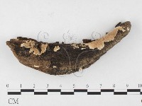 容氏菌屬藏品圖，第1張