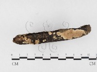 容氏菌屬藏品圖，第3張