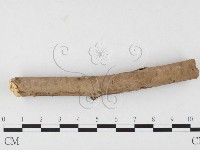 刺革菌屬藏品圖，第1張