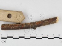 刺革菌屬藏品圖，第3張