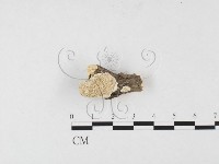 登錄號:F0026518藏品圖，第1張