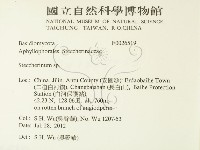 齒耳菌屬藏品圖，第2張