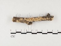 登錄號:F0026521藏品圖，第1張