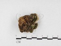 硬孔菌屬藏品圖，第3張