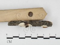 骨皮菌屬藏品圖，第3張