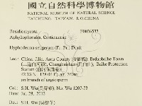 剛毛絲皮菌藏品圖，第2張