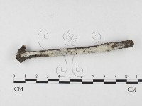 剛毛絲皮菌藏品圖，第1張