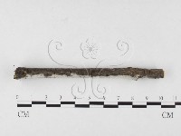 剛毛絲皮菌藏品圖，第3張