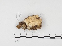 登錄號:F0026536藏品圖，第1張