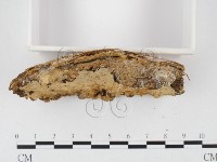 登錄號:F0026537藏品圖，第3張