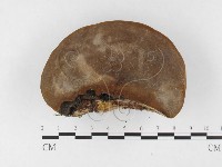 登錄號:F0026538藏品圖，第1張