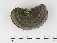 登錄號:F0026538藏品圖，第3張