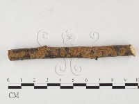 刺革菌屬藏品圖，第1張