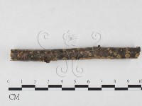 刺革菌屬藏品圖，第3張