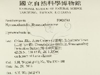 刺革菌屬藏品圖，第2張