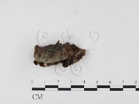 刺革菌屬藏品圖，第3張