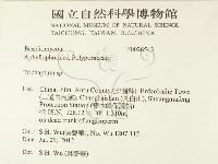 附毛菌屬藏品圖，第2張