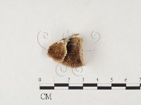 附毛菌屬藏品圖，第1張
