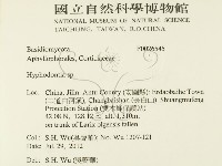 絲齒菌屬藏品圖，第2張