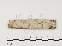 絲齒菌屬藏品圖，第1張