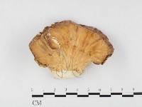 登錄號:F0026547藏品圖，第1張