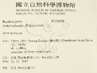 殘孔菌屬藏品圖，第2張