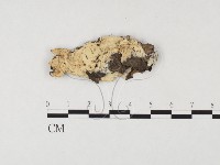 登錄號:F0026554藏品圖，第1張