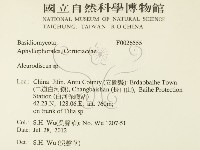 盤革菌屬藏品圖，第2張