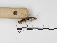 盤革菌屬藏品圖，第3張