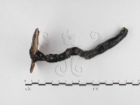 靈芝屬藏品圖，第1張
