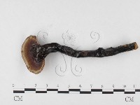 登錄號:F0026559藏品圖，第1張