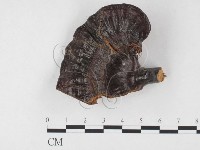 登錄號:F0026560藏品圖，第1張