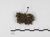 登錄號:F0026561藏品圖，第1張